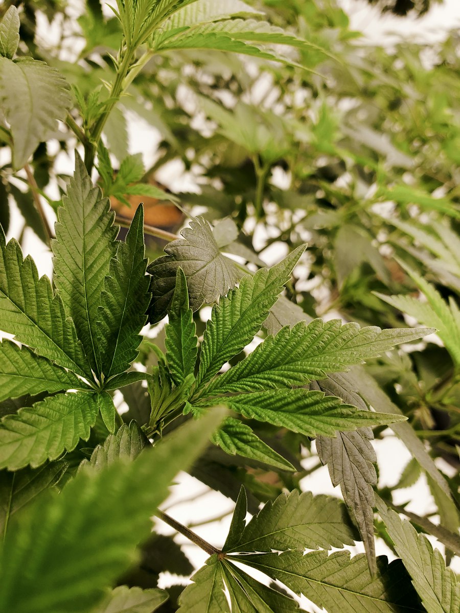 disposable vape